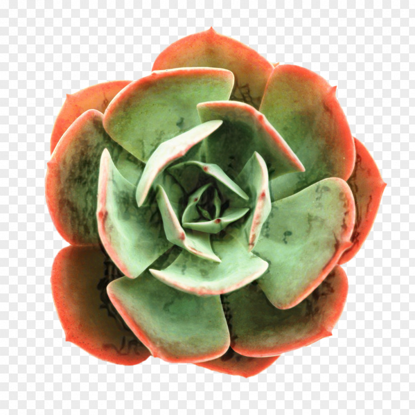 Succulent Plant Leaf Flowers Background PNG