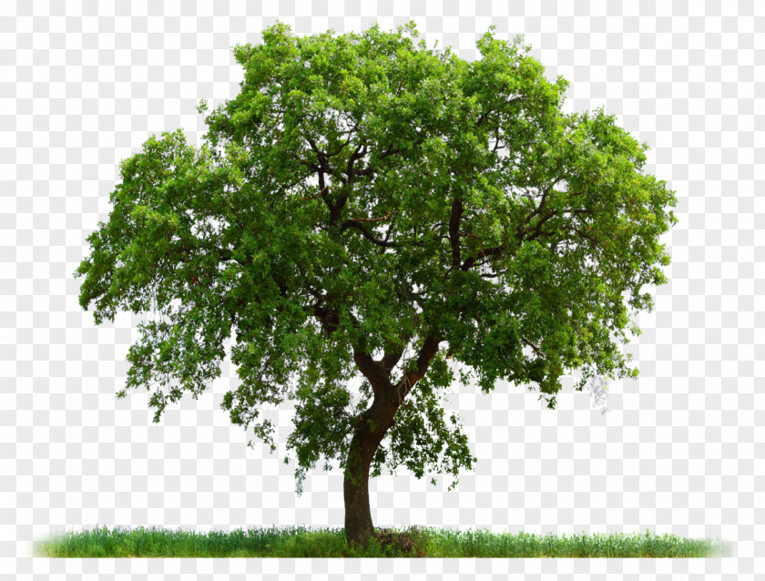 Tree Clip Art PNG