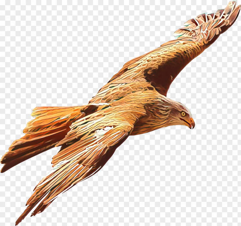 Vulture Northern Harrier Golden Eagle Bird Of Prey Kite PNG