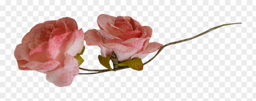 Administrador Garden Roses Pink Nosegay Flower PNG