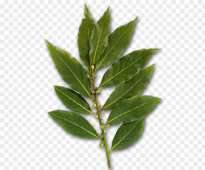 лавровый лист Bay Leaf Herb Laurel Greek Cuisine Za'atar PNG