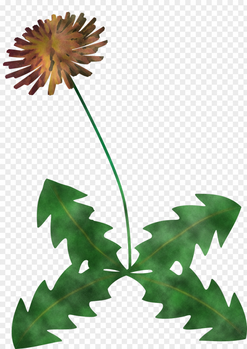 Dandelion Flower PNG