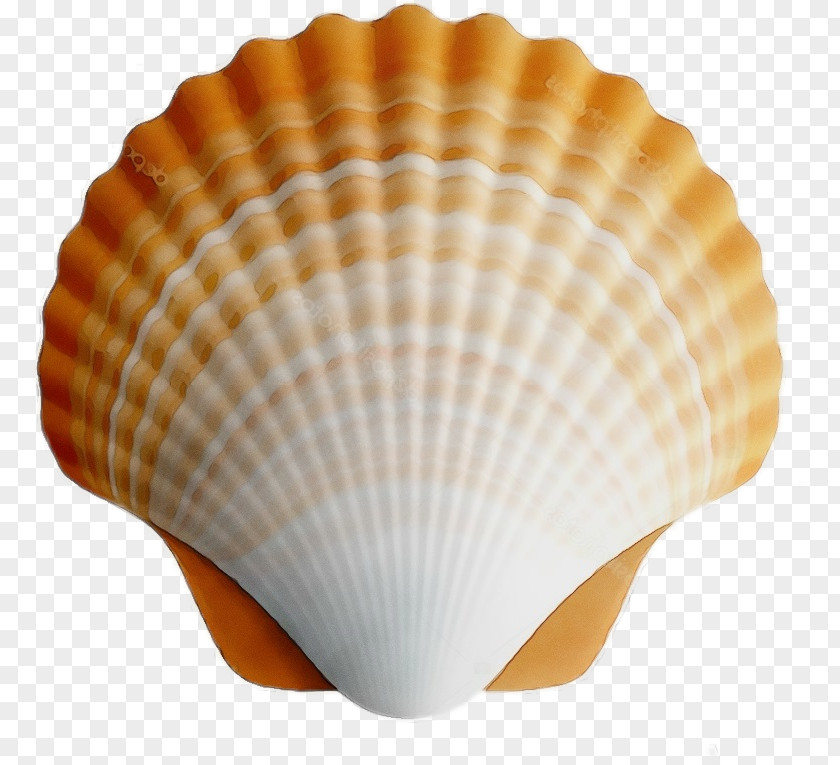 Natural Material Shellfish Cockle Shell Bivalve Scallop Clam PNG