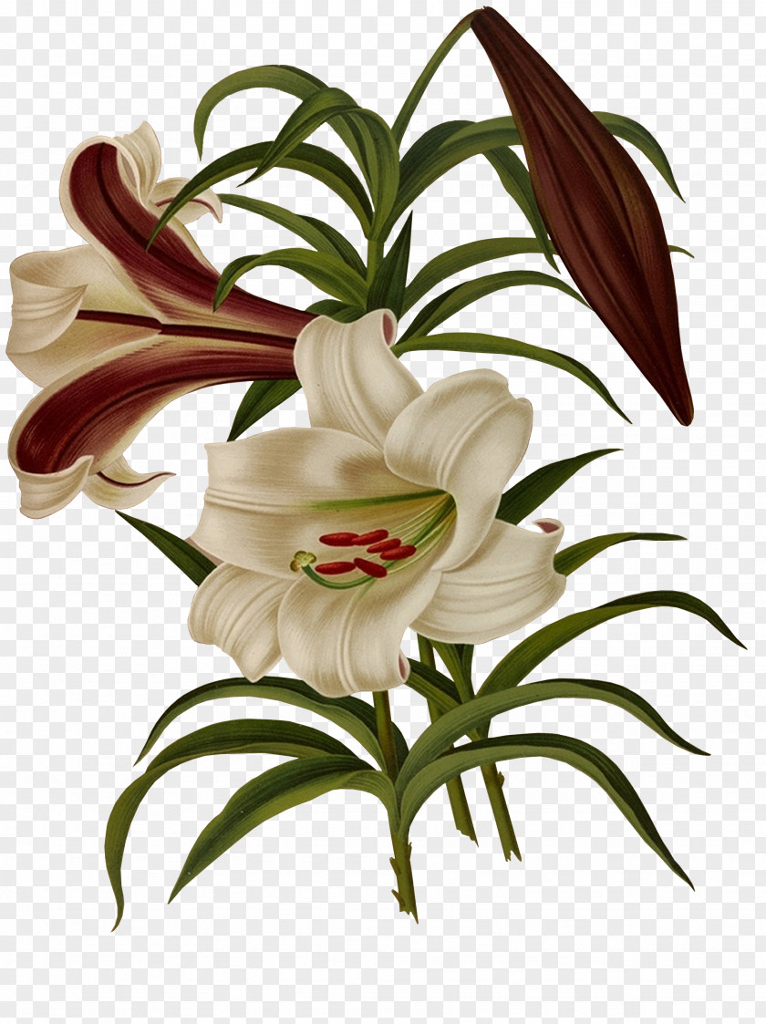 Painted Lily Lilium Brownii Flower PNG