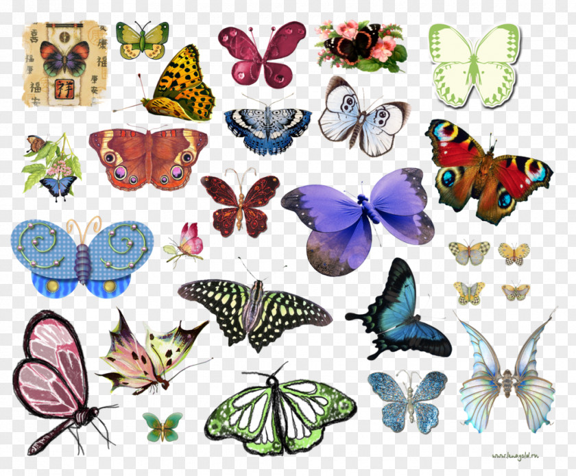 Symmetry Lycaenid Butterfly Cartoon PNG