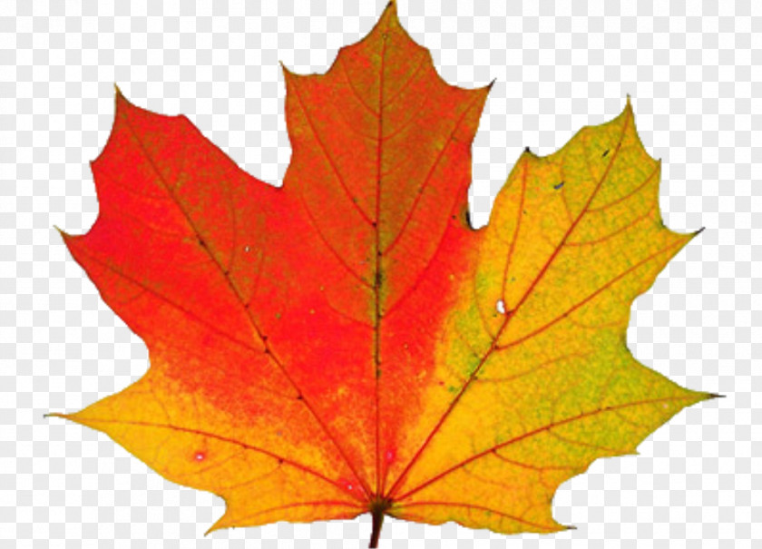 Thanksgiving Transparent Autumn Leaf Color Why Do Leaves Change Color? Clip Art PNG