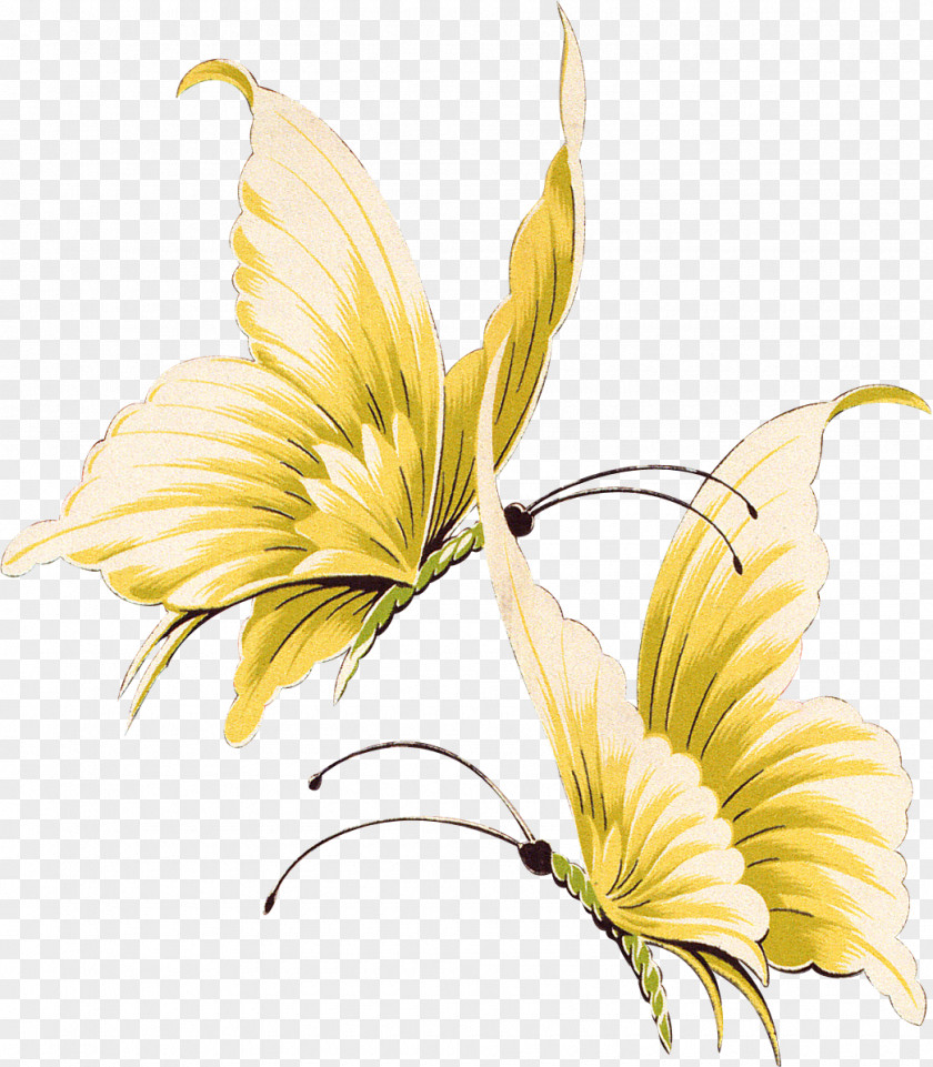 Water Lilies Butterfly Clip Art PNG