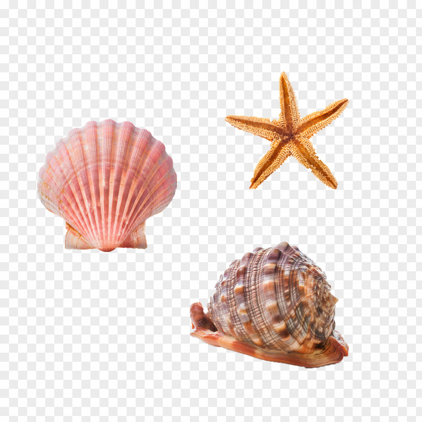 Free Conch Shells And Starfish Pull Material Cockle Seashell Conchology Sea Snail PNG