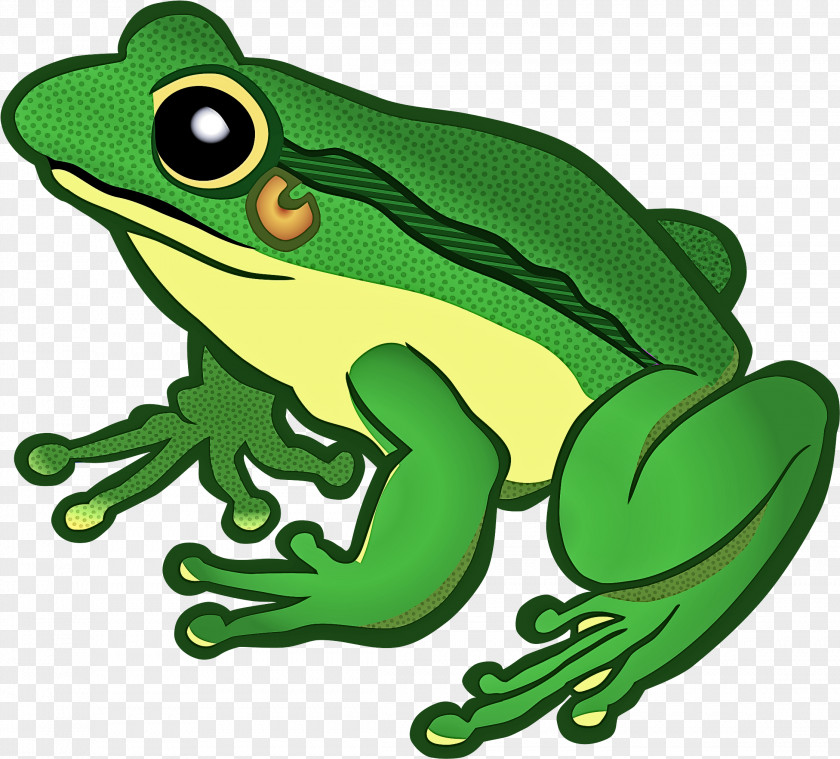 Frog True Hyla Tree PNG