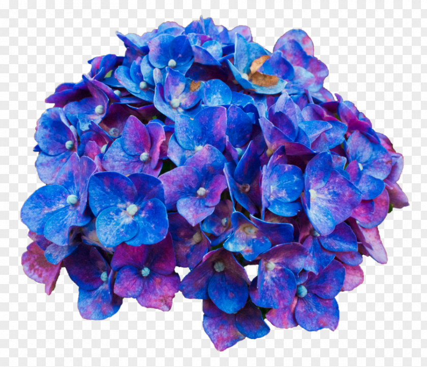 Hydrangea Flower Desktop Wallpaper PNG