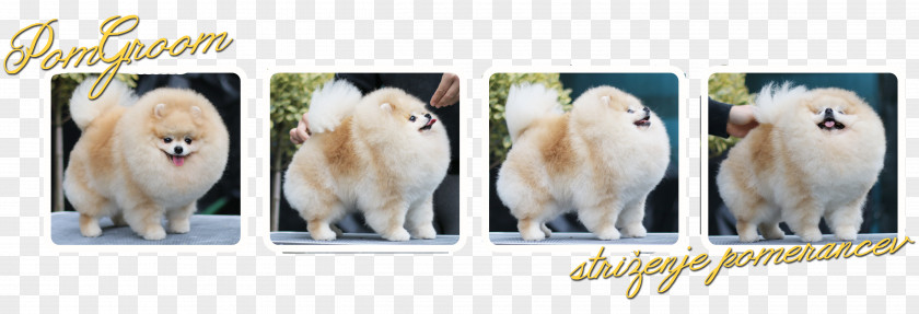 ınjun German Spitz Klein Pomeranian Dog Breed PNG