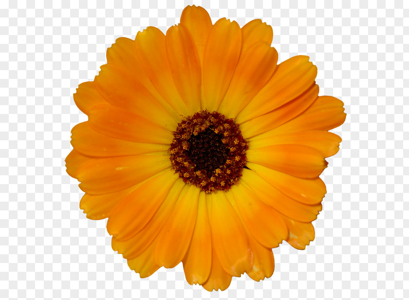 Orange Yellow Desktop Wallpaper Flower PNG