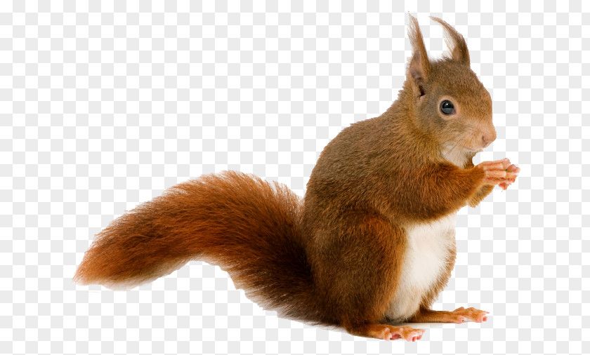 Sixty-one Squirrel Desktop Wallpaper Cat PNG