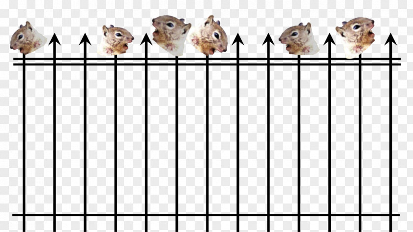 Squirrel Finches Indian Giant Fence Death PNG