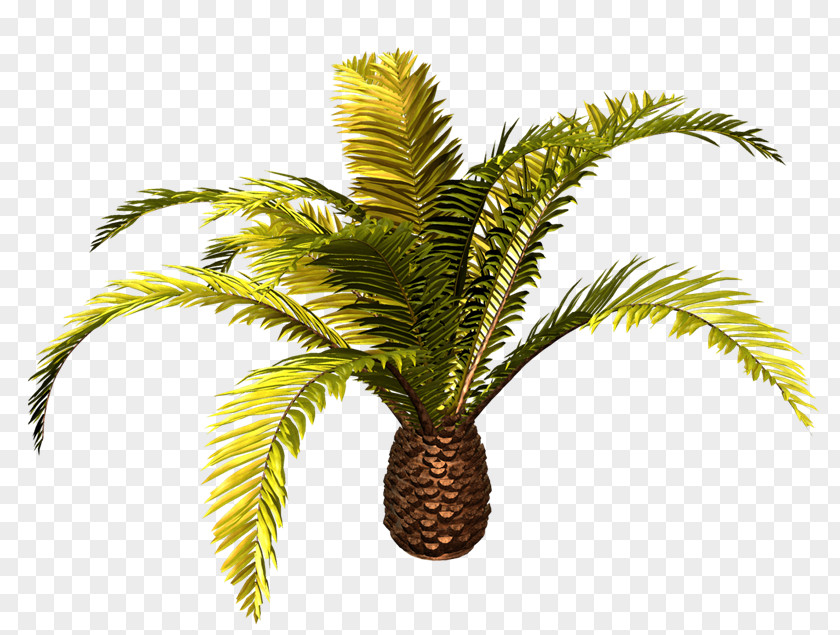 Tree Attalea Speciosa Arecaceae Clip Art PNG