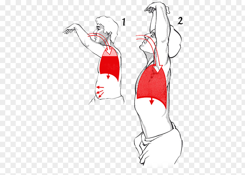 Breath Into The Lungs Diaphragmatic Breathing Respiratory System Qi Exercise PNG