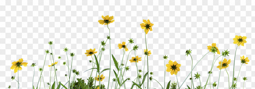 Chamomile Oxeye Daisy IStock Stock Photography PNG