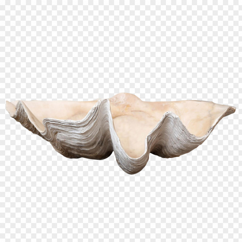 Giant Clam Mollusc Shell Seashell Sales PNG