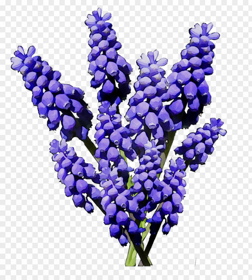 Hyacinth Cobalt Blue Fruit PNG