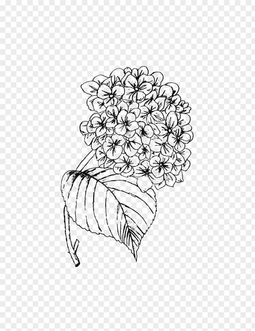 Hydrangea Brooch Flower Line Art PNG