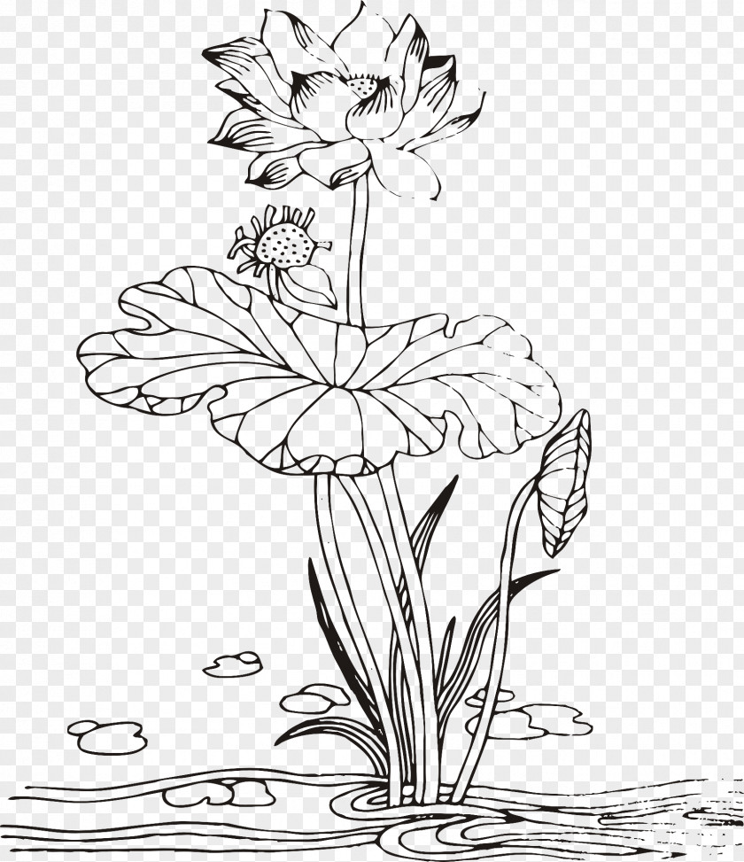 Line Drawing Lotus Floral Design Nelumbo Nucifera PNG
