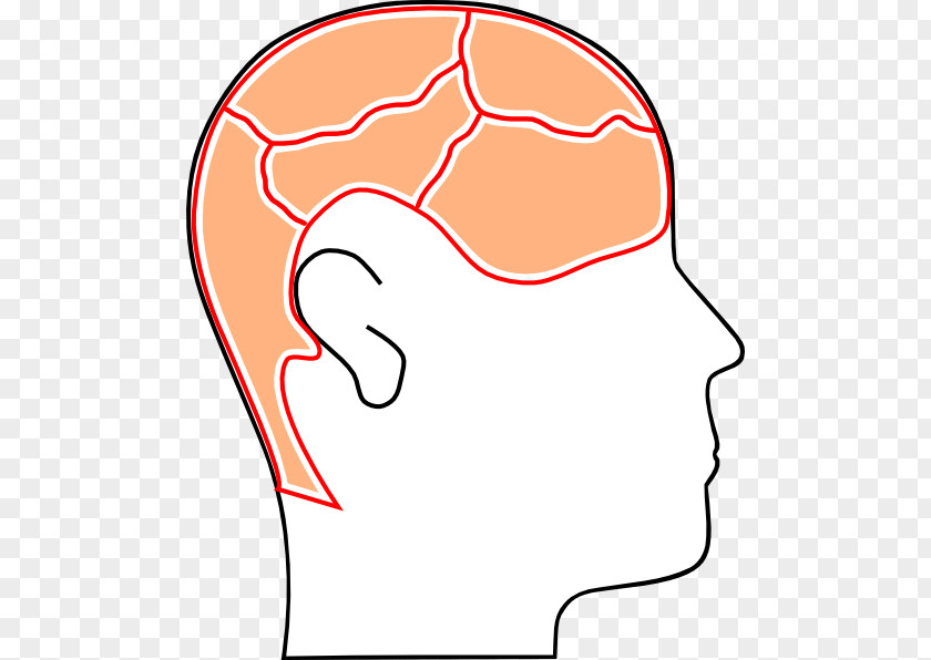 Section Vector Cognition Cognitive Psychology Clip Art PNG