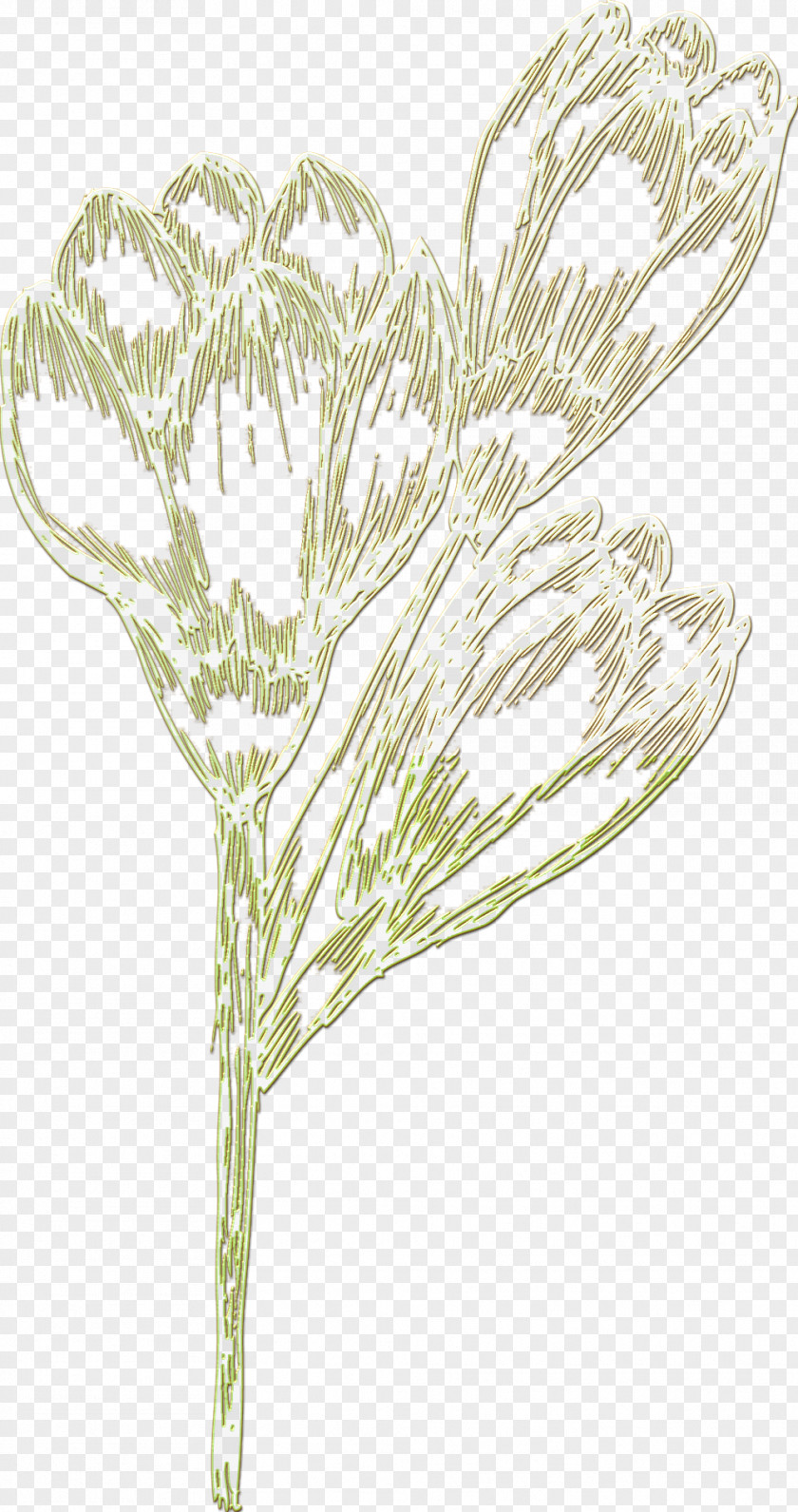 Tree Twig Plant Stem Leaf /m/02csf PNG