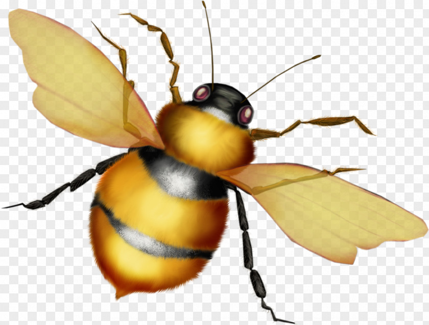 Bee European Dark Apidae Honey Insect PNG
