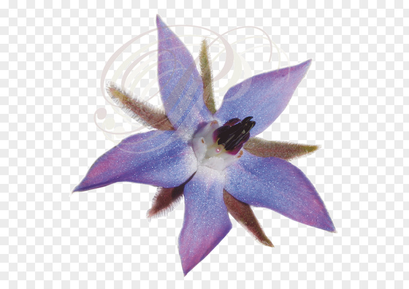 Bellflower PNG