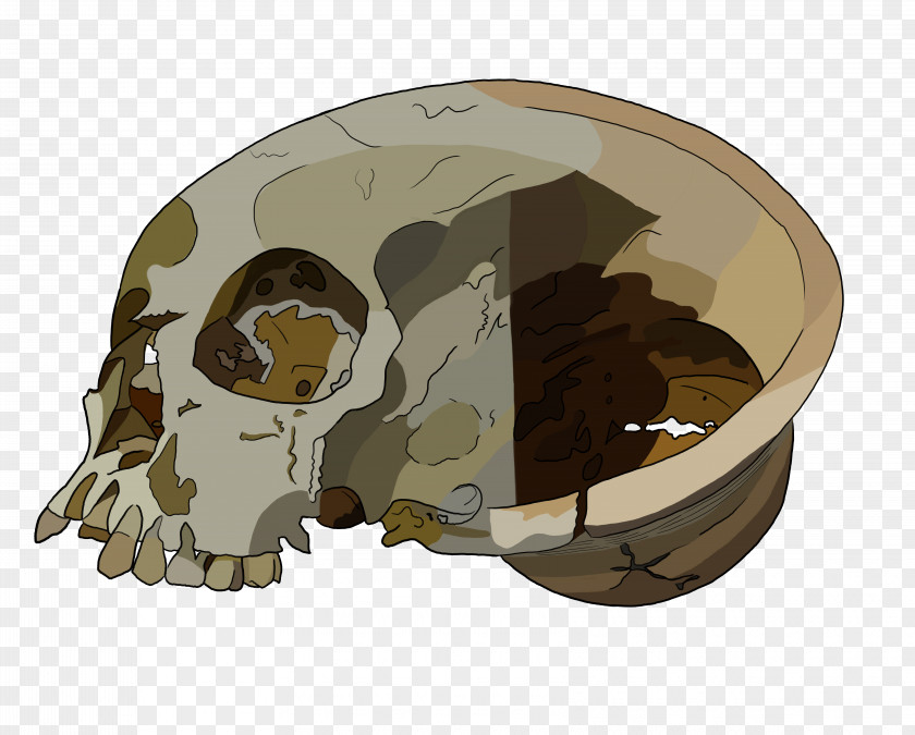 Bronze Age Achavanich Skull Burial Bone PNG