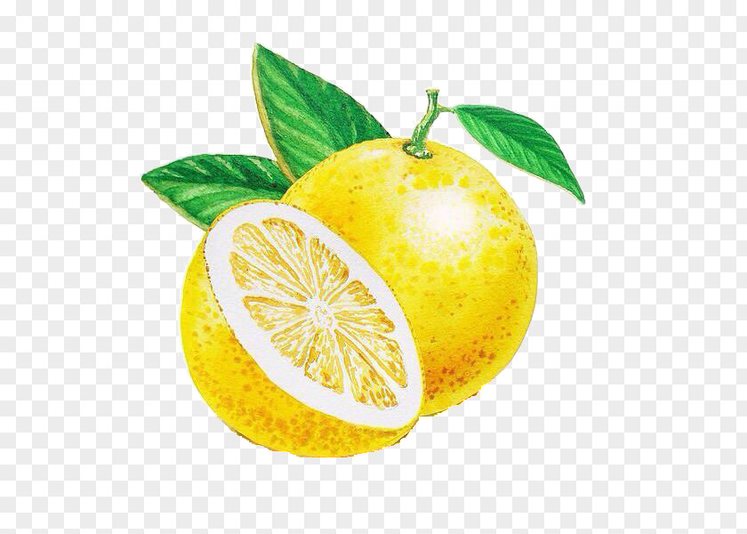 Lemon Grapefruit Persian Lime Rangpur Citrus Junos PNG