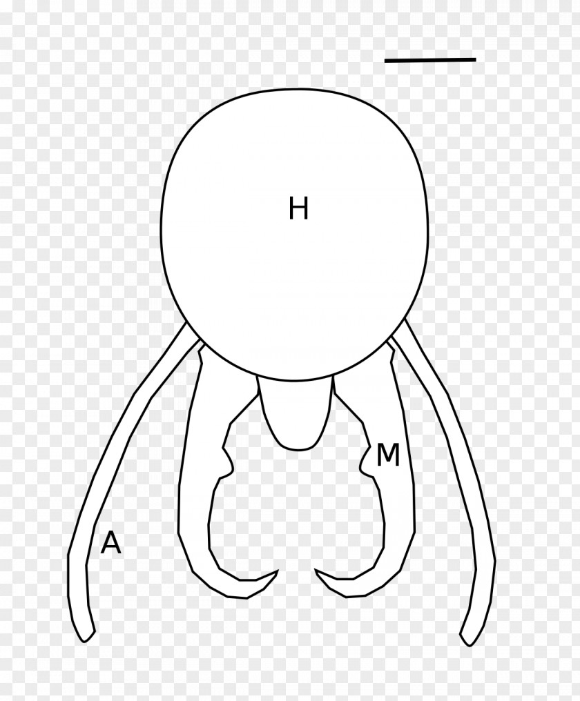 Line Art Drawing /m/02csf Vertebrate Eye PNG