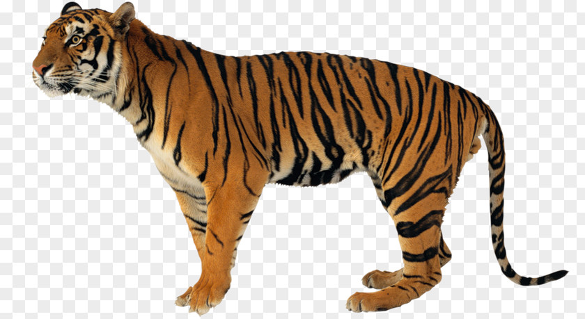 Lion Never Scratch A Tiger With Short Stick Jaguar Clouded Leopard PNG