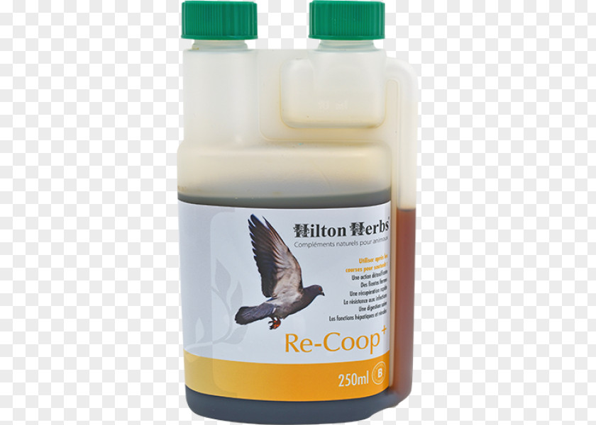 Pigeon Voyageur Herb Dietary Supplement Hilton Hotels & Resorts Poultry Bird PNG