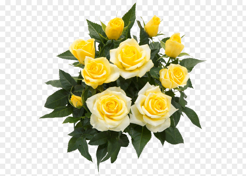 Rose Garden Roses Cut Flowers Floribunda PNG