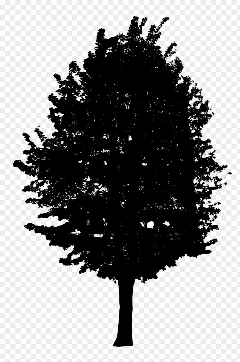 Trees Tree Woody Plant Conifers Clip Art PNG
