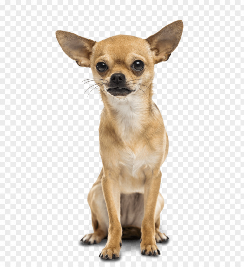 Chihuahua Great Dane Dachshund Poodle Puppy PNG