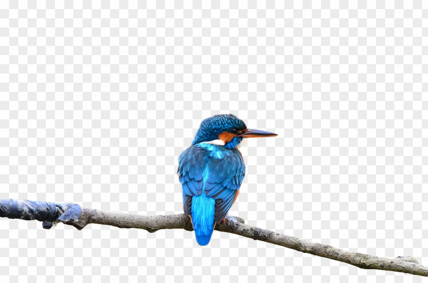 Feather PNG