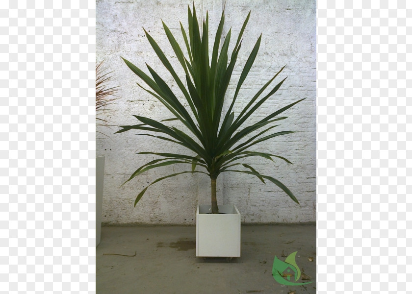 Garden Center Arecaceae Flowerpot Houseplant Agave INAV DBX MSCI AC WORLD SF PNG