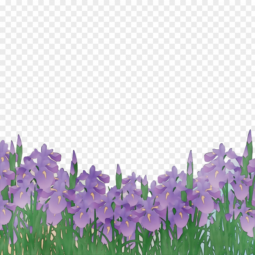 Lavender PNG