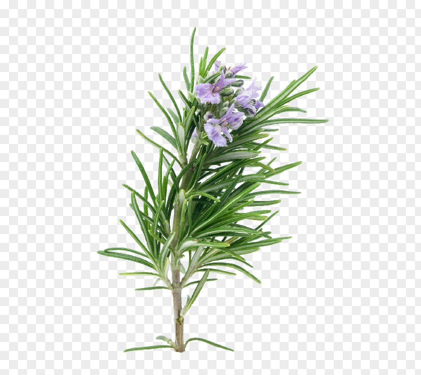 Plant Extracts Rosemary Herb Essential Oil Porchetta PNG