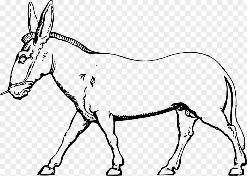 Donkey Mule Foal Horse Bridle PNG