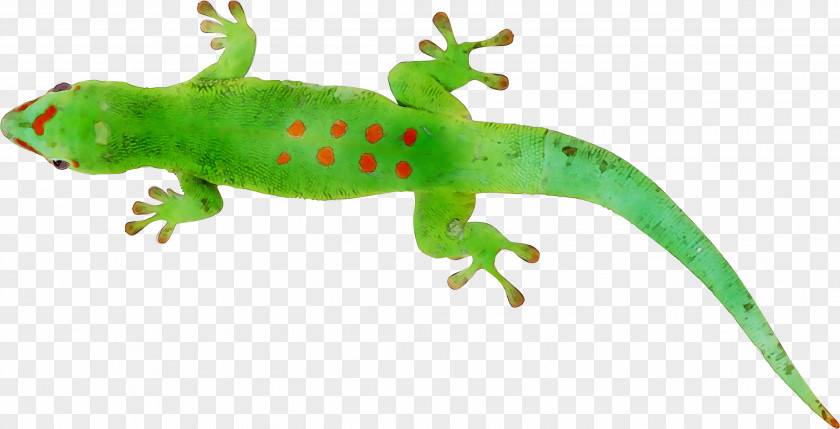 Gecko Common Iguanas Amphibians Terrestrial Animal PNG