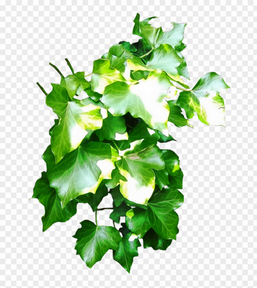 Ivy Plant Green Desktop Wallpaper Leaf PNG