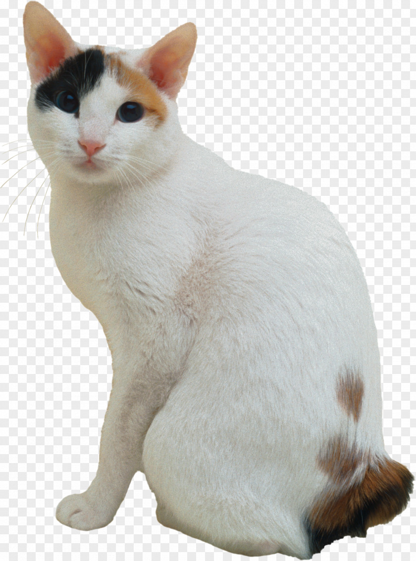 Maneki Neko Japanese Bobtail American Kurilian Shorthair Manx Cat PNG