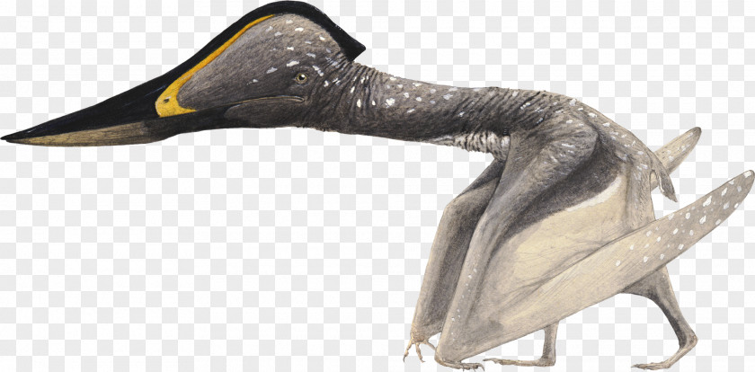 Tupandactylus Pterosaurs Jidapterus Flying Reptiles Azhdarchidae Beak PNG