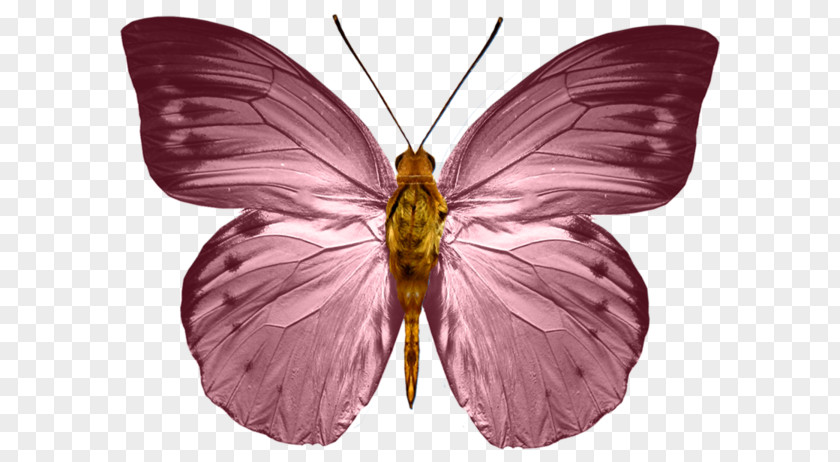 Butterfly Monarch Insect PNG