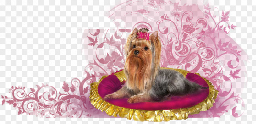 Fancy Dog Yorkshire Terrier Puppy Breed Luxury Dogs PNG