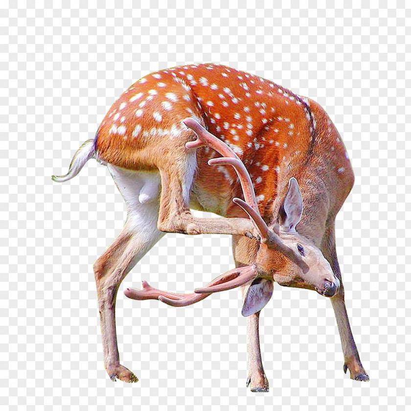 FIG Deer Sika PNG