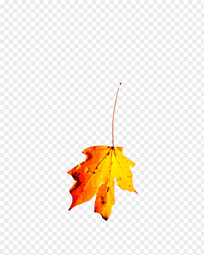 Leaf Maple / M M-tree Tree Branching PNG